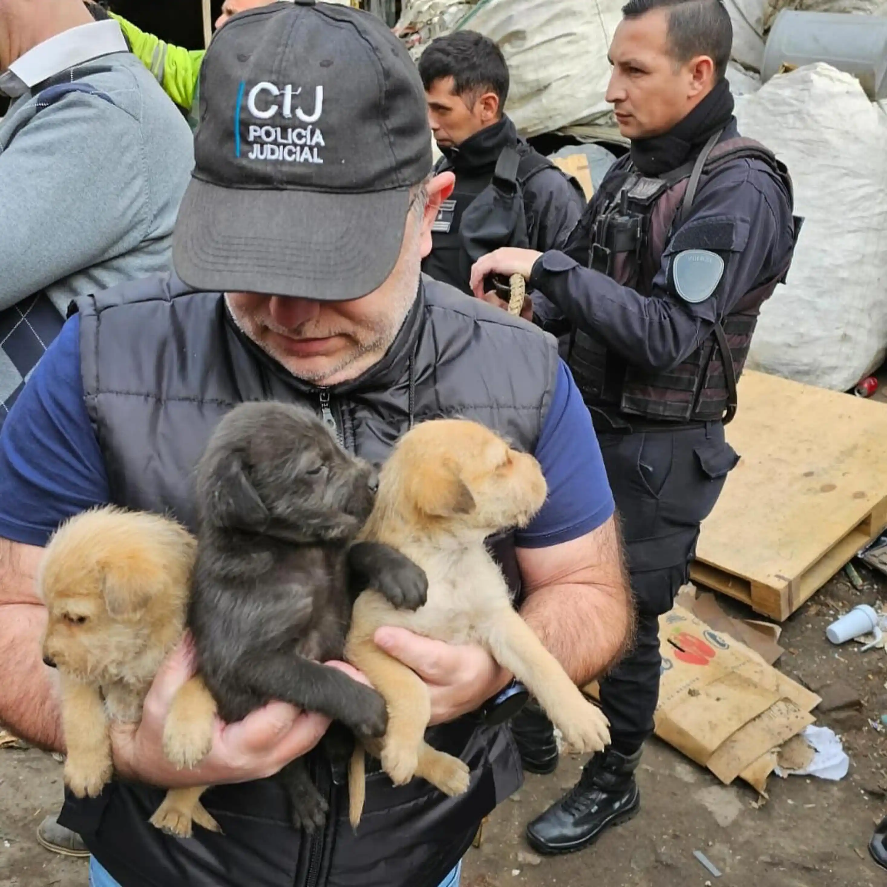 Rescate de perritos