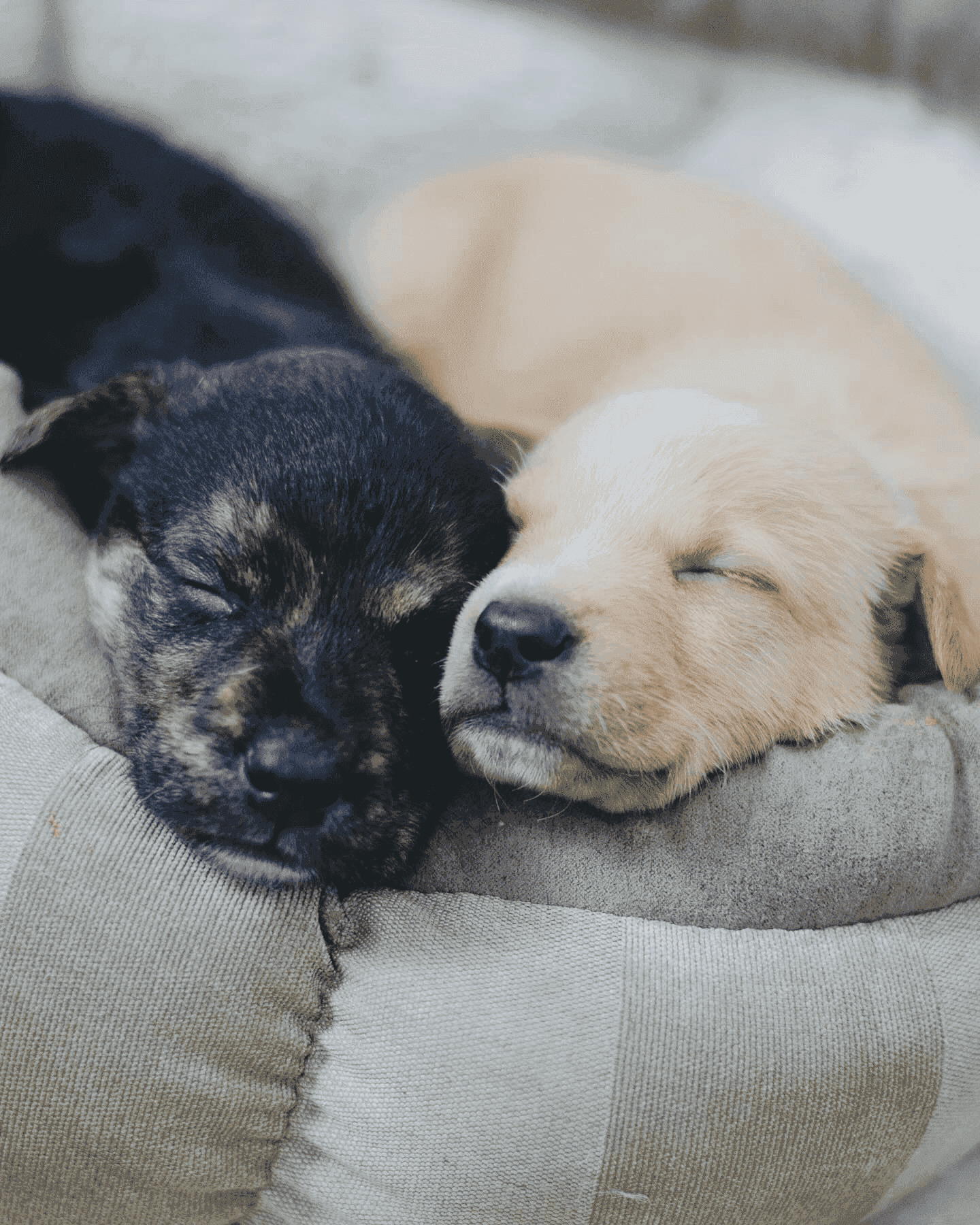 Perritos durmiendo